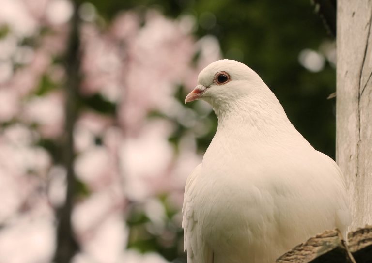 Iznad neba golubica bijela – pjevamo i recitiramo poeziju Nikše Krpetića